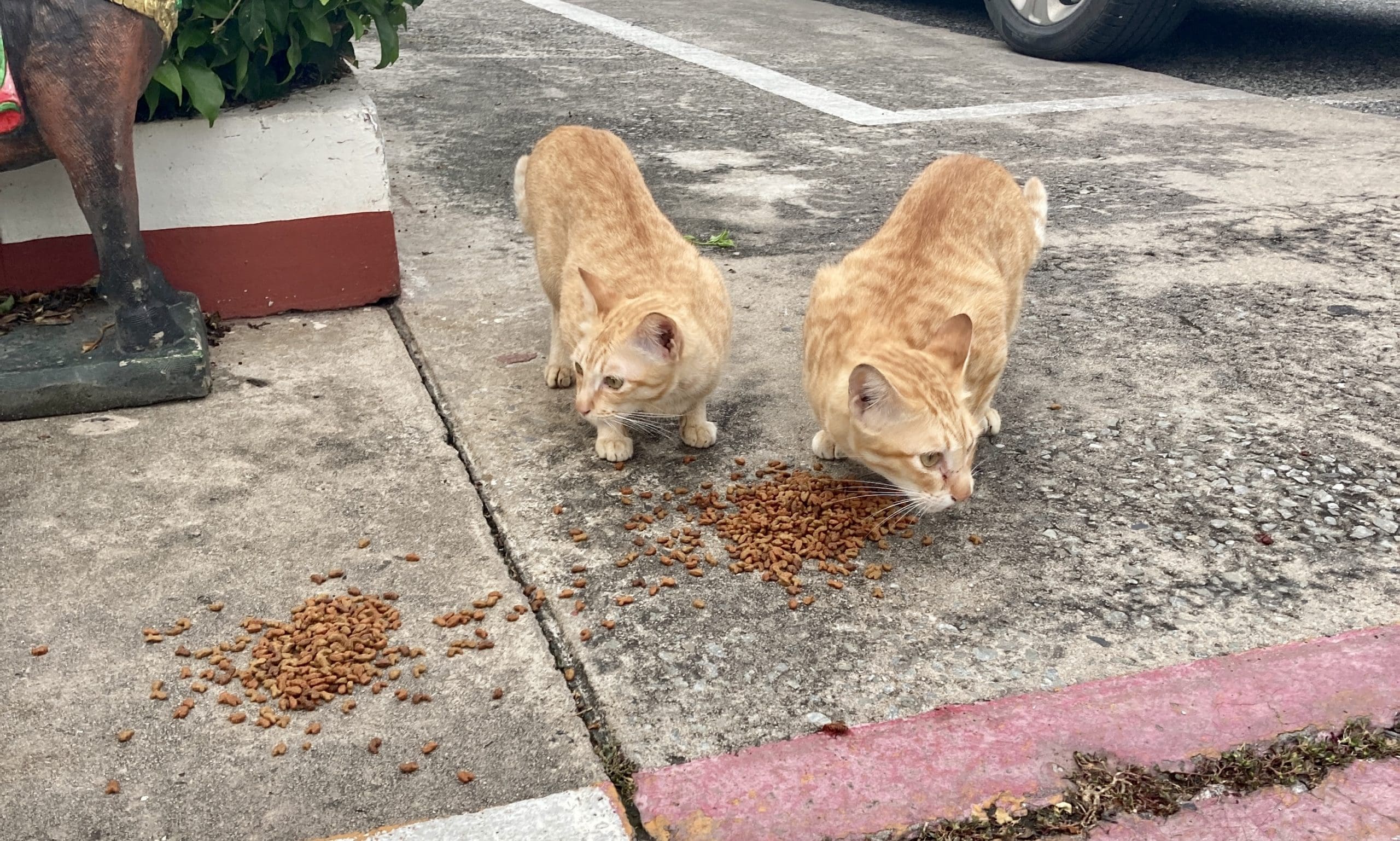 Week #1 – Over 200 Stray Cats & Dogs Got Fed post thumbnail image