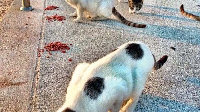 Almost 1,000 stray cats and dogs fed by supporters of Do Not Listen to this Podcast