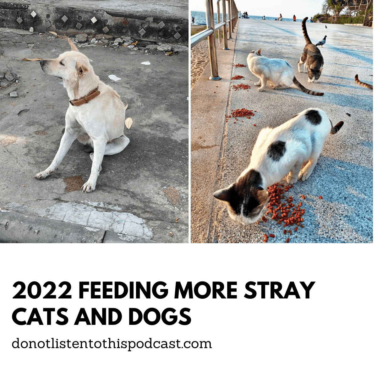 Feeding More Stray Cats & Dogs in 2022