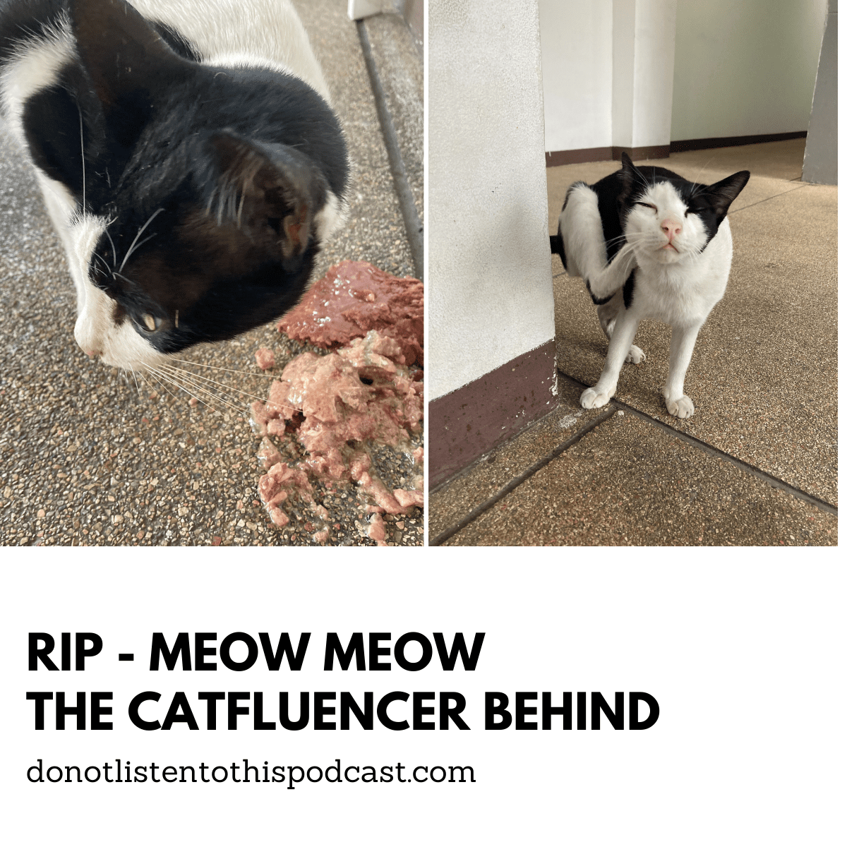 RIP Meow Meow – The influencer cat behind Donotlistentothispodcast.com post thumbnail image