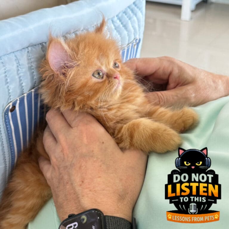 50 Cat Relaunches the Podcast